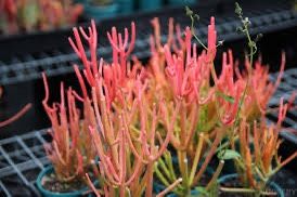 $10+ | Euphorbia tirucalli 'Firesticks' | Pencil Cactus | Resembles Sea Coral | Drought Tolerant