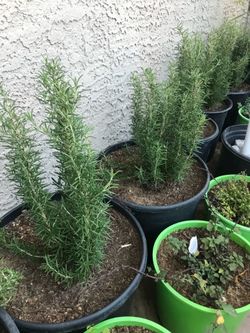 Rosemary
