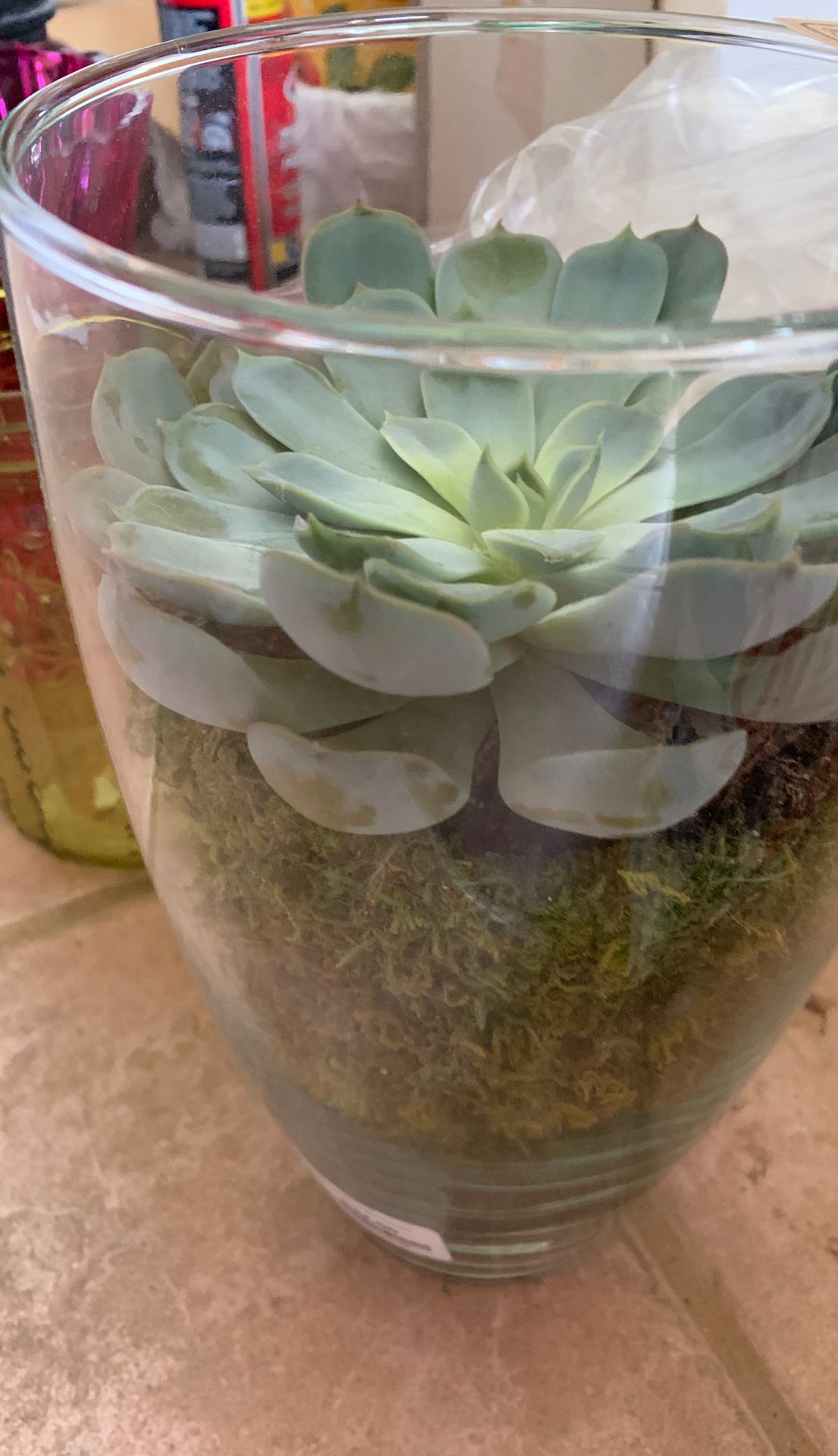 Echeveria 'Orion' succulent in glass vase