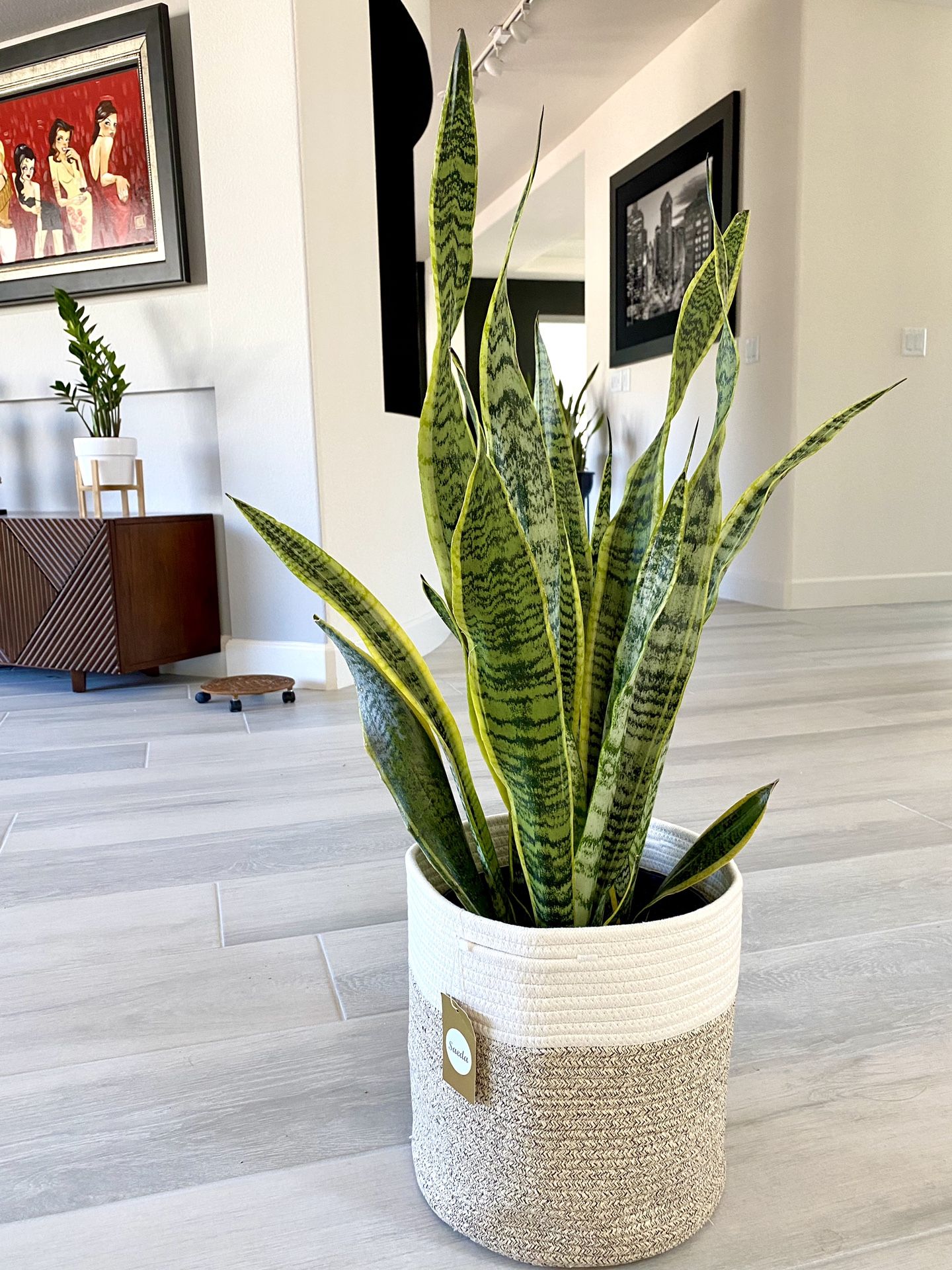 Live Snake Plant In A Contemporary Woven Planter Basket. Air-purifying Plant