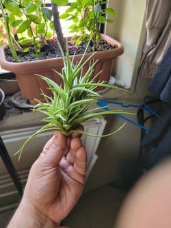 Air plant(tillandsia bergeri)