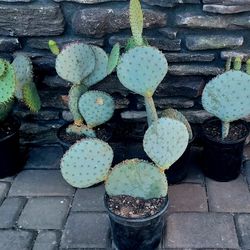 Santa Rita Cactus
