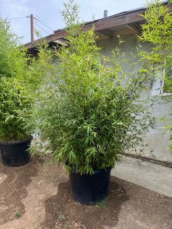 Bamboo