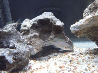 Cichlid stones for sale Lace rock