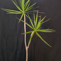 78”Tall Dracaena Marginata-Madagascar Dragon Tree In Fiberglass Pot($150)