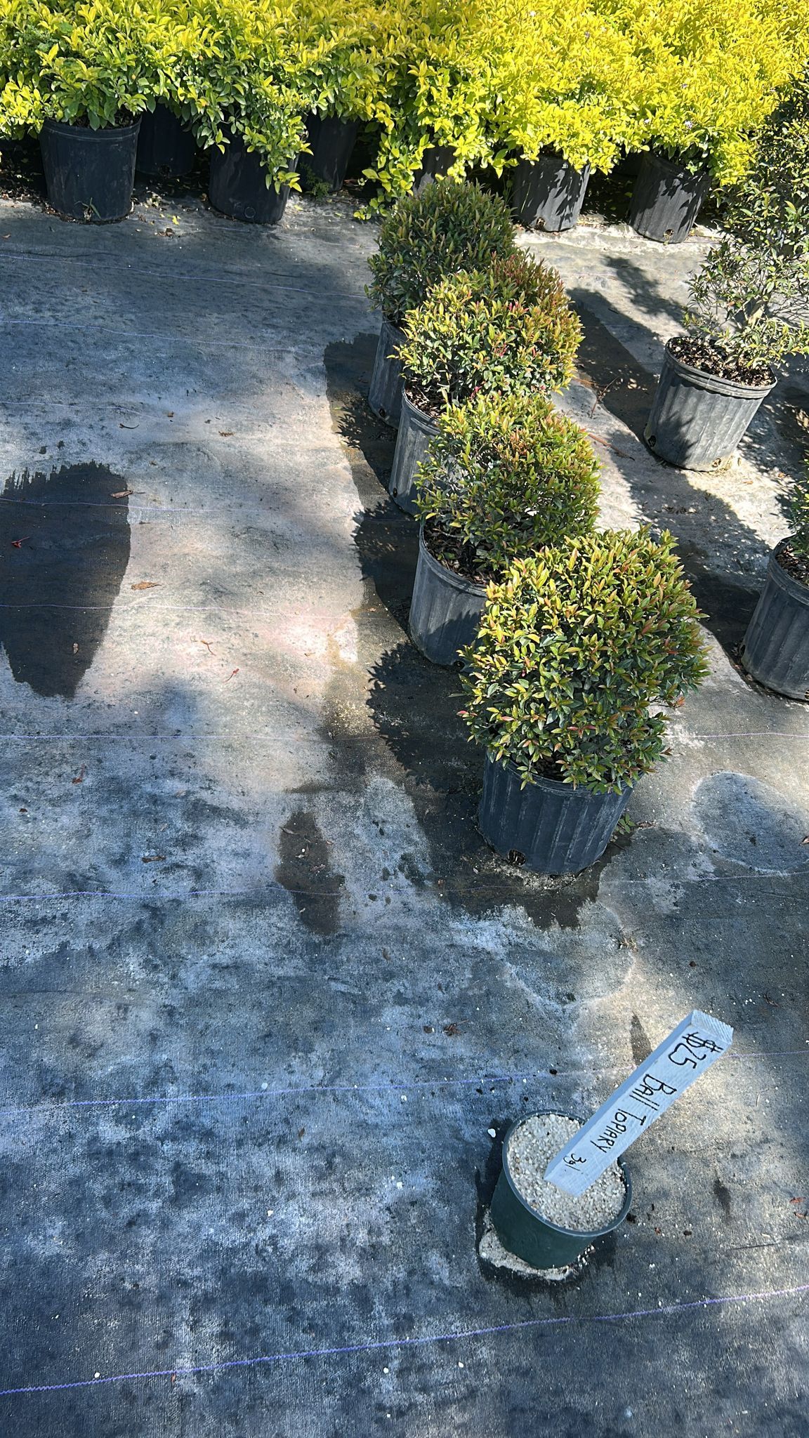 Topiary Ball - 3gl
