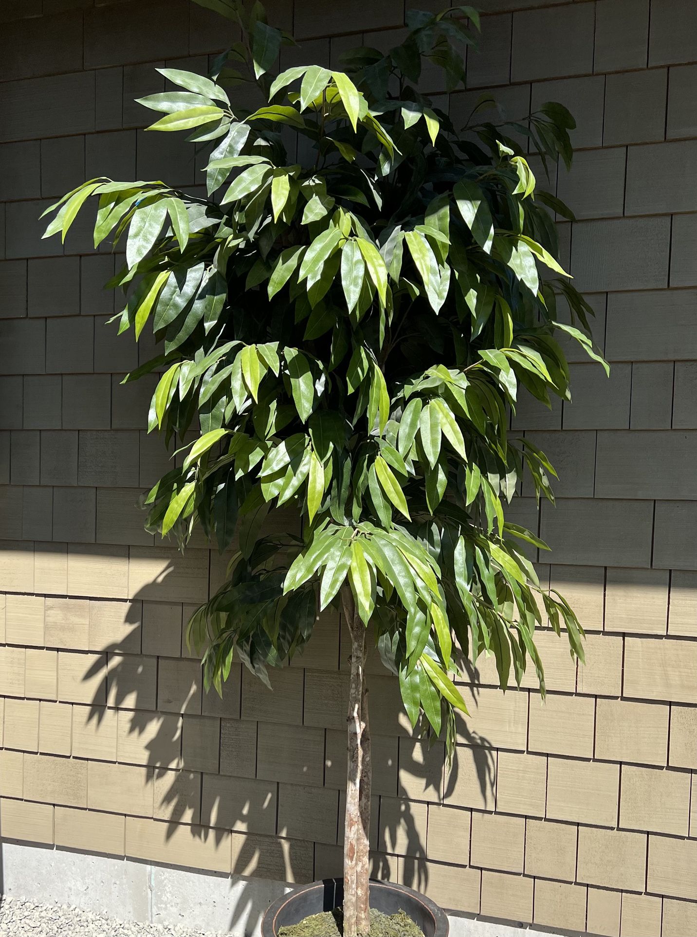 Artificial Ficus Tree