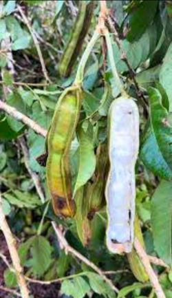 Ice cream bean tree.