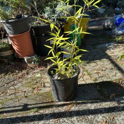 Lucky bamboo