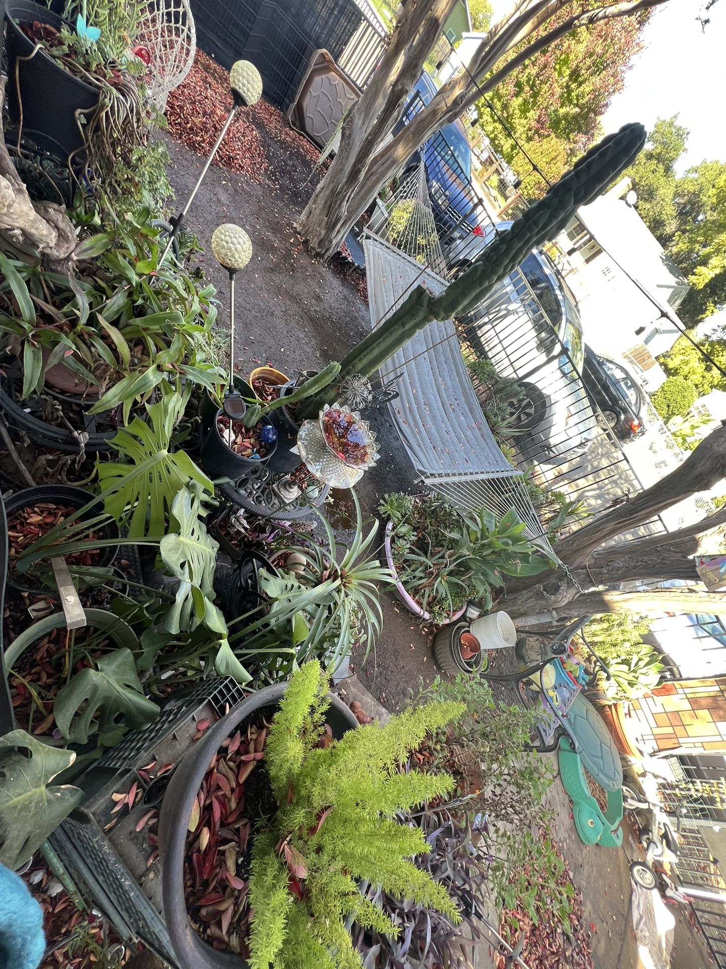 Clippings For Sale Succulents, Monsteras And More