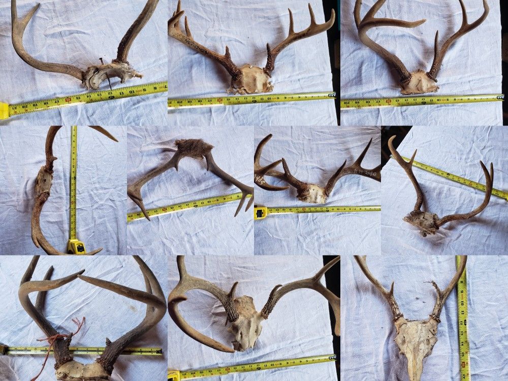 Deer Antlers Real