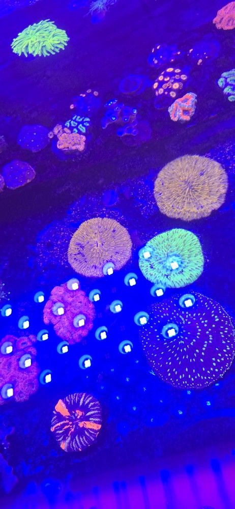 Ornamental Corals For Sale In Lake Worth Beach F.L. 