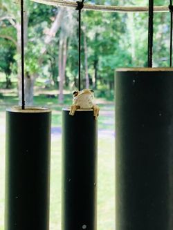 Eggs for sale $4 dozen