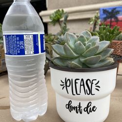 Live Succulent With Planter