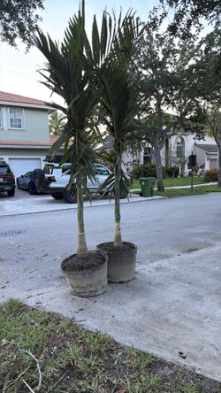Palm Trees