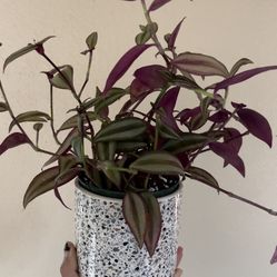 4” Tradescantia Zebrina 