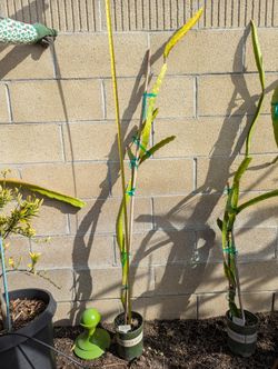 Dragon Fruit- Dark Star Variety
