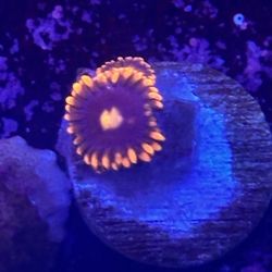 Orange Nip Zoa Display Decor