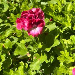 Geraniums
