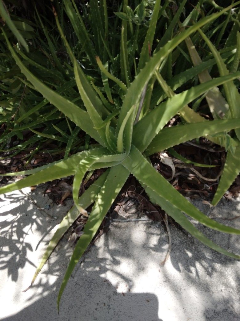 1 Large Aloe Plant Shipped Bareroot $23 -Ship $7 Or Deltona, FL Pickup