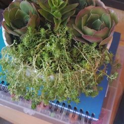 Succulents