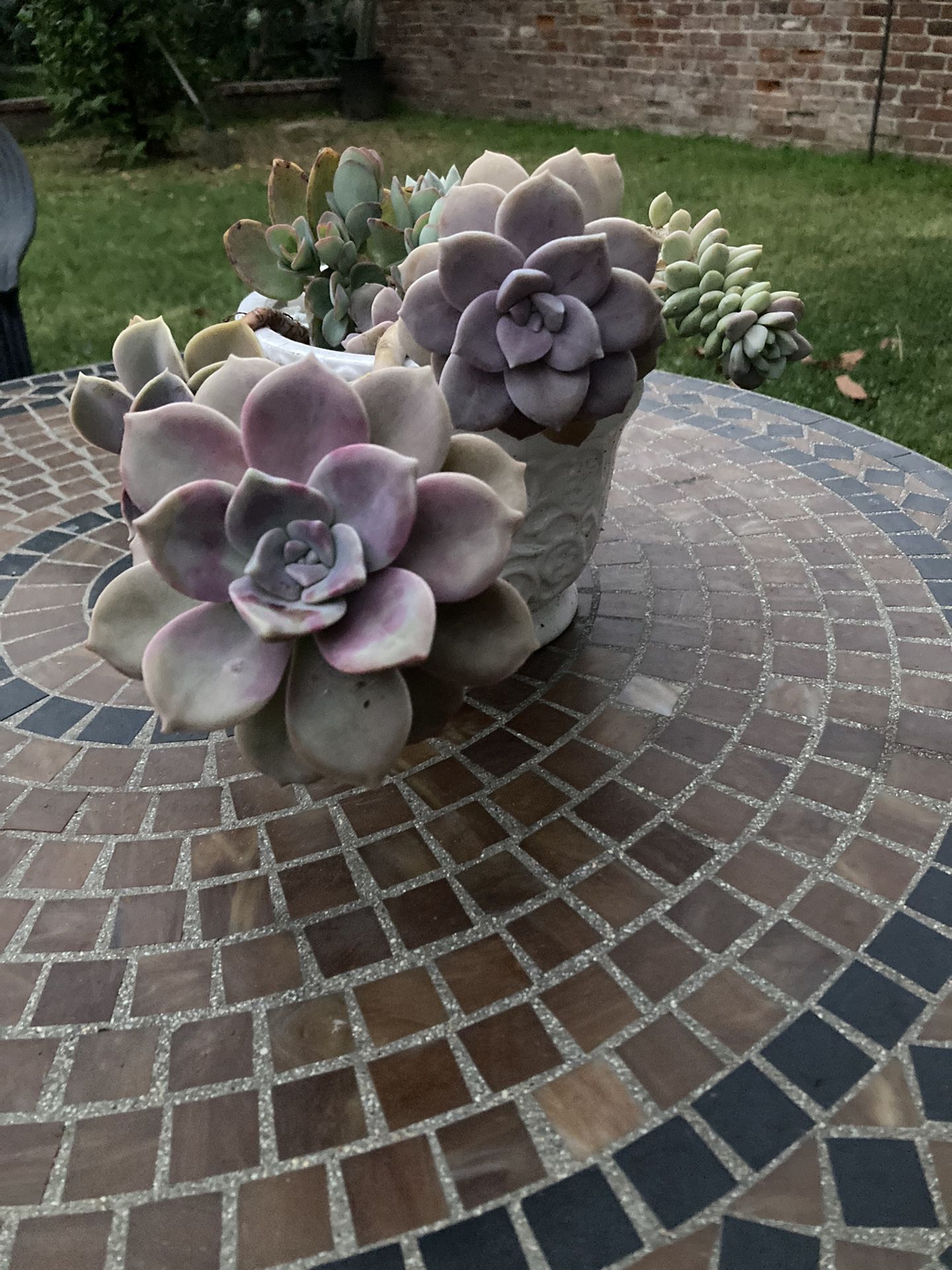 Succulents 6” Ceramic Pot 