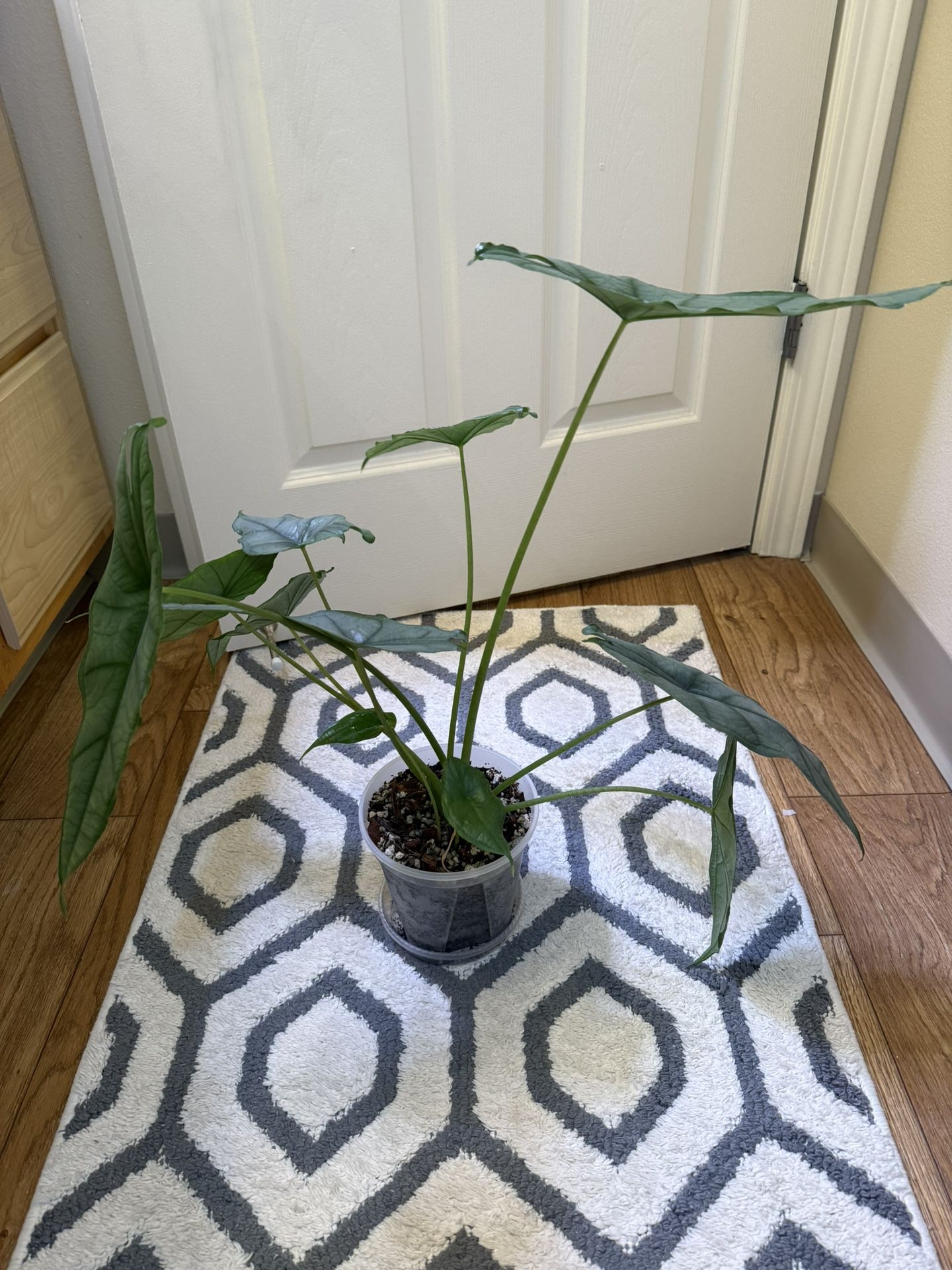 Alocasia Dragons Breath