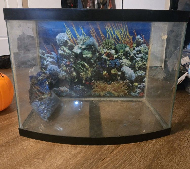 20 Gallon Fish Tank Curved