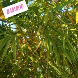 Beautiful Bamboo $250