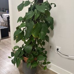 Plant 