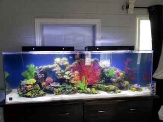 Saltwater Reef & Coral Displays!