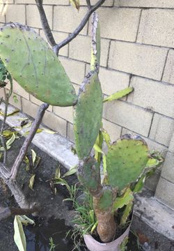 Cactus plant