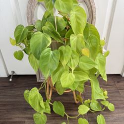 Lemon Lime Philodendron
