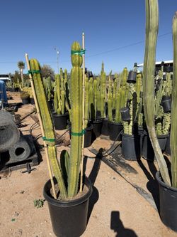 San Pedro Cactus