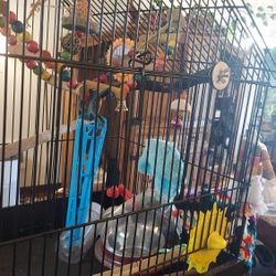 Bird Cage