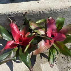 Bromelias
