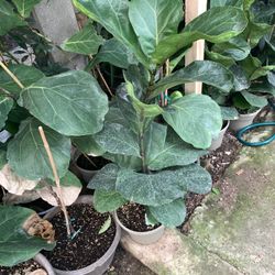 Fig Plant