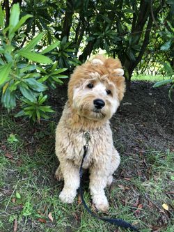 Lion Dog Costume