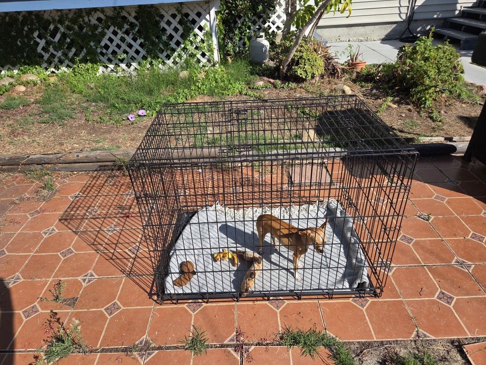 LARGE Dog Crate – Solid, Folds Flat, Ready for a New Pup – $39