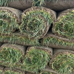 fresh sod