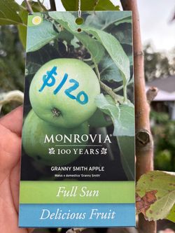 Granny Smith Apple tree Big