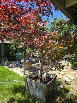 Japanese maple red