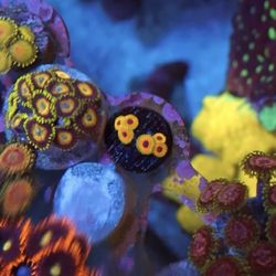 Great Owl Zoa Fake reef decoration