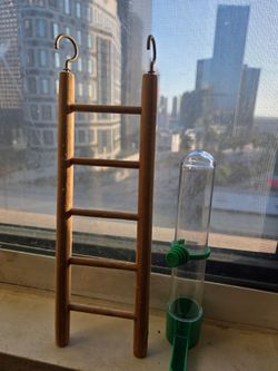 Bird ladder and water feeder