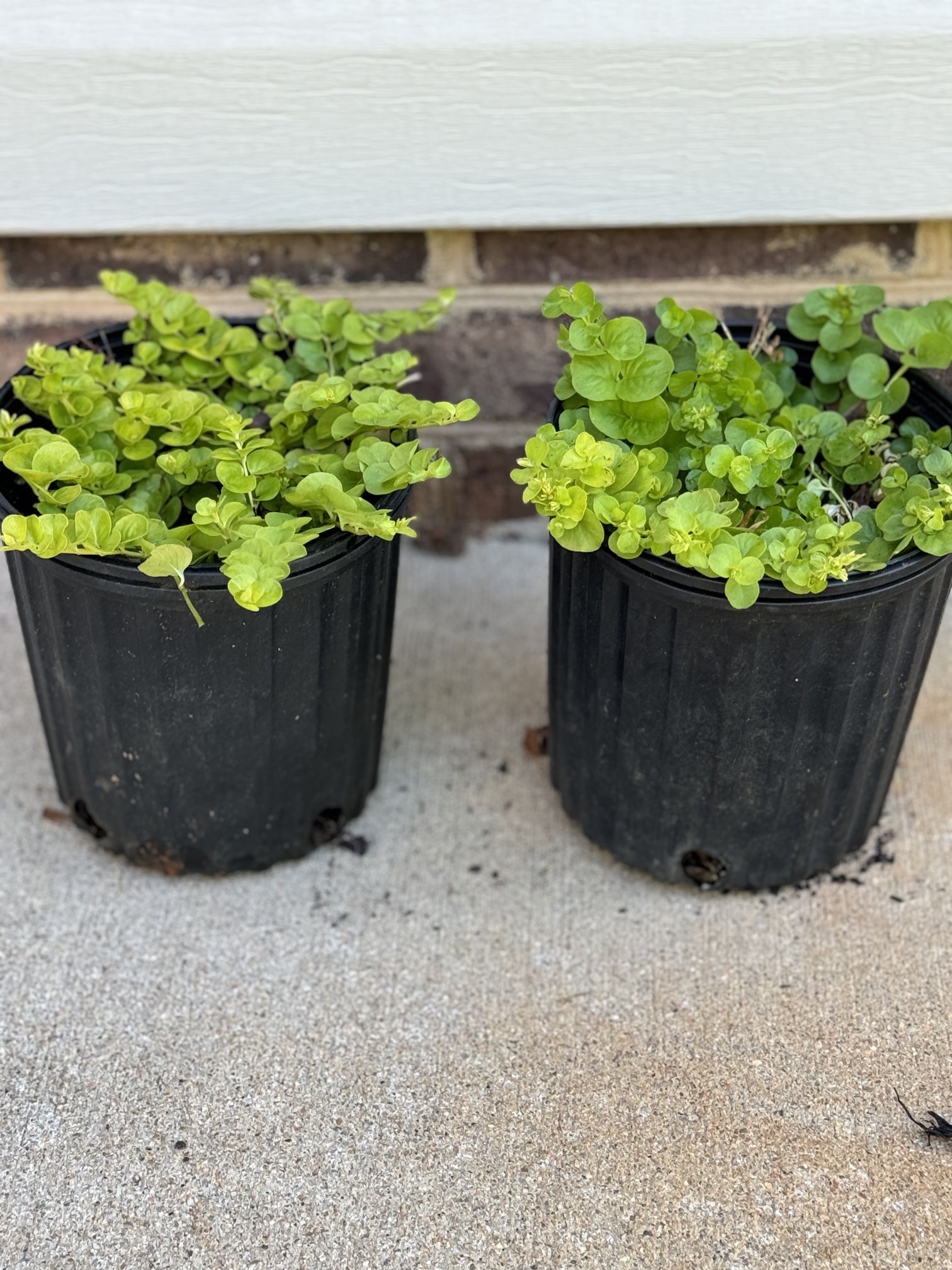 2 Creeping Jenny Ground Cover Plants
