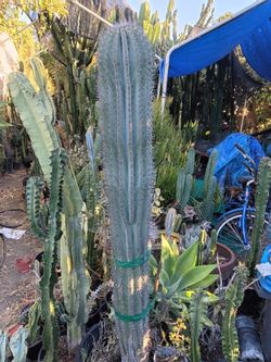 Cactus plant