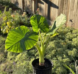 Elephant Ear