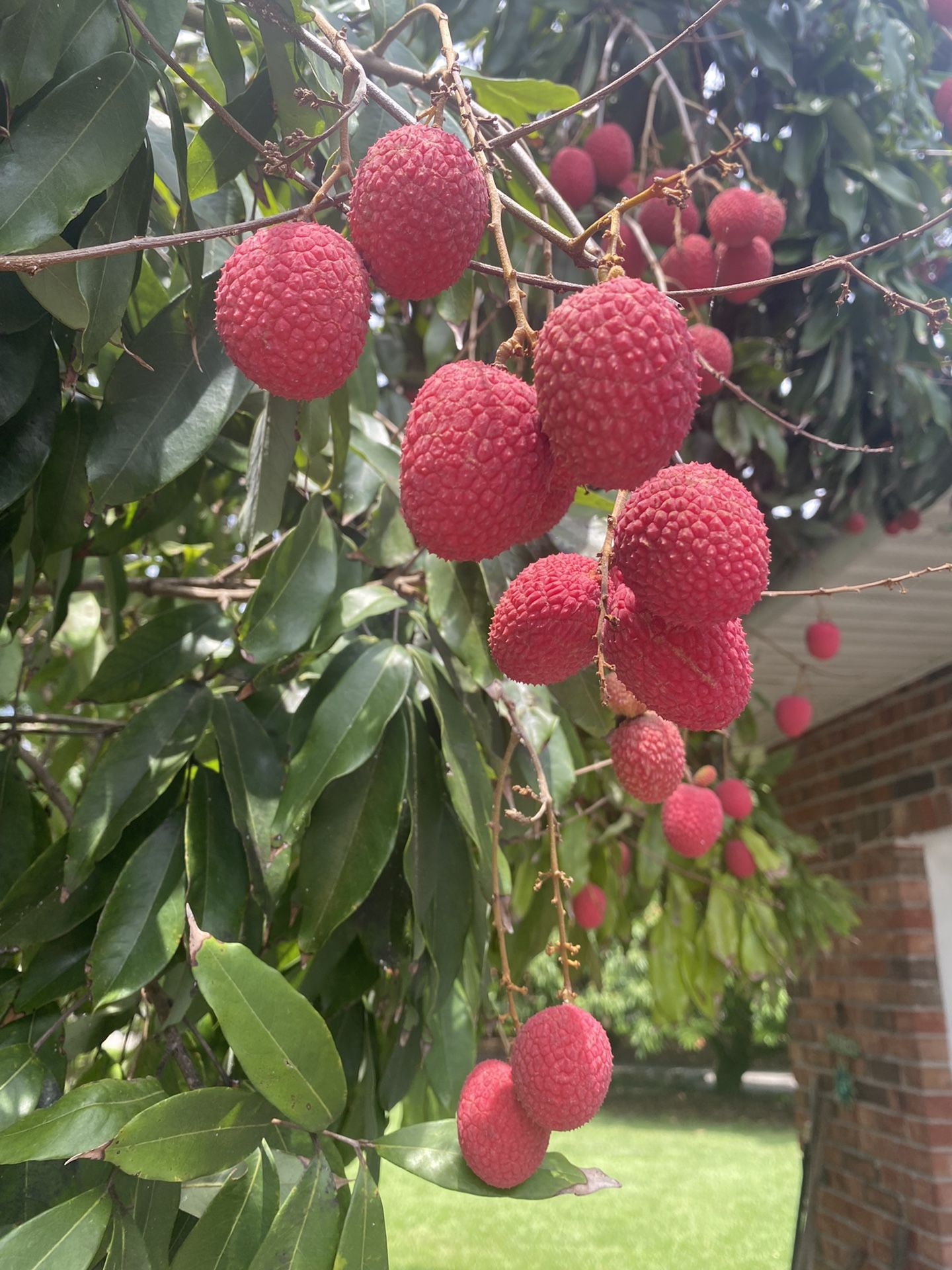 FRESH SWEET LYCHEES FOR SALE