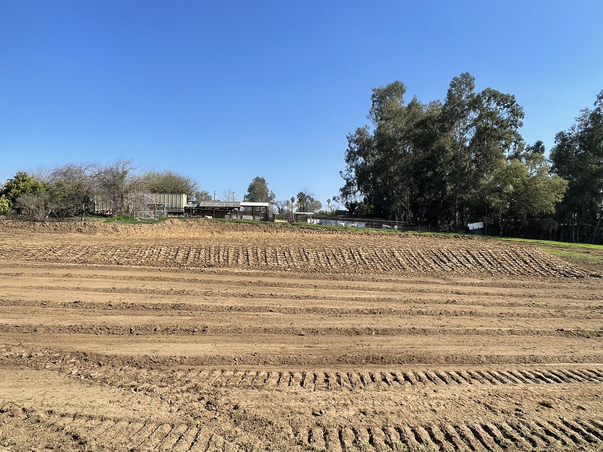 Rectors Dozer Work