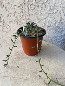 4 Inch Pot Hanging Succulent Plant - Dendrophorbium Peregrinum - String of Dolphins - Trailing Succulent - Established Plant - Drought Resistant 🪴